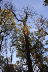 Treetops of oaks and acacias in autumn