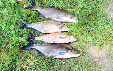 Catch of fish, caught river fish for salting and frying