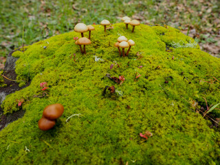 mushrooms in the forest
