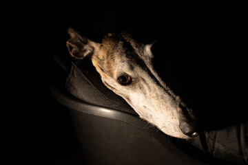 Spanish greyhound in bed