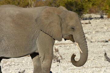 Fototapeta na wymiar Afrikanischer Elefant (locodonta africana) am Wasserloch Olifantsbad im Etosha Nationalpark. 