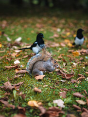 Eastern gray squirrel and a magpie in the background