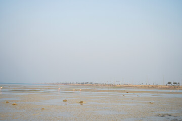 Pink flamingo, American Flamingos at the beach.