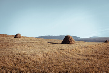 Fototapeta na wymiar Round hay bales in a field under dramatic sky
