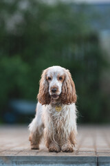 Dog portrait summer playing happy green grass