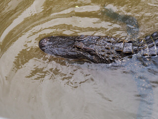 alligator in the Louisiana bayou