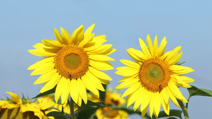 Obraz premium Yellow-blue colors. Yellow Sunflower close up. Agricultural field with sunflowers for background. Perfect wallpaper. The colors of Ukraine. Clear blue sky. Sunflowers on the background of the sky.