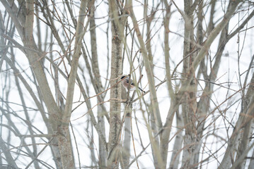 bullfinch bird sitting portrait on the tree