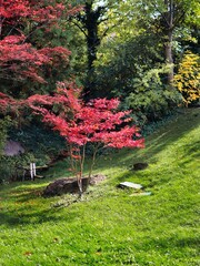 Japanese maple plant green grass foliage background