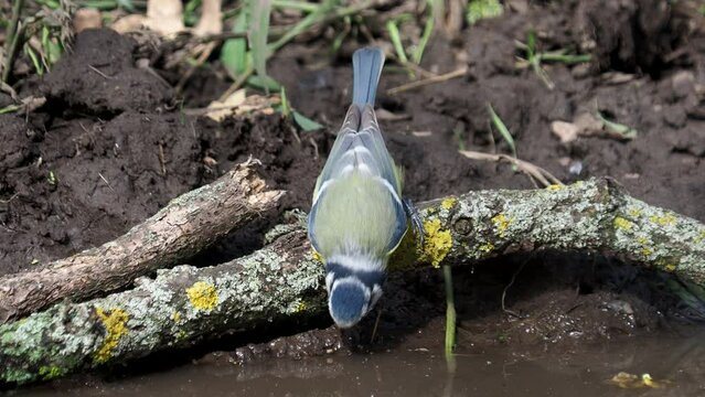 The blue tit bird drinking water from a natural pond