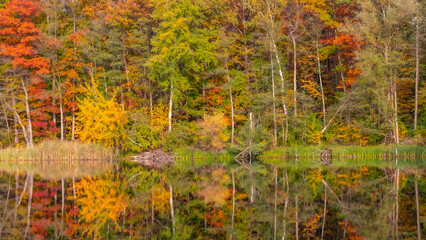 Jesień, kolorowy las nad brzegiem jeziora, kolorowe odbicia w tafli jeziora. - obrazy, fototapety, plakaty