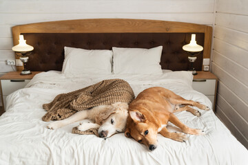 Golden retriever and red mixed breed dogs on bed in rustic cabin bedroom.
