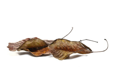 Colorful dry yellow autumn walnut tree leaves isolated on white 