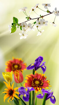  beautiful flowers in the garden closeup © cooperr