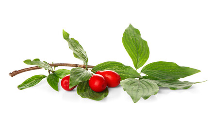 Branch with ripe red dogwood berries and leaves on white background