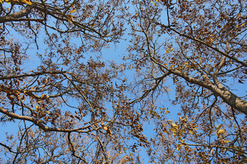Trees with dry leaves on autumn day