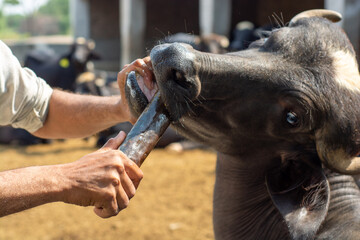 Naklejka premium veterinary doctor is pouring medicine in the mouth of a buffalo at a livestock farm