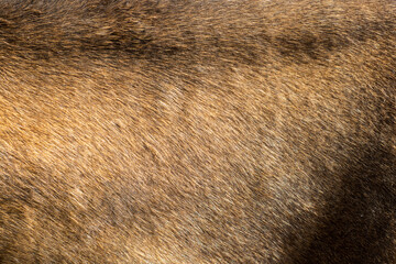 Close up of a brown fur texture