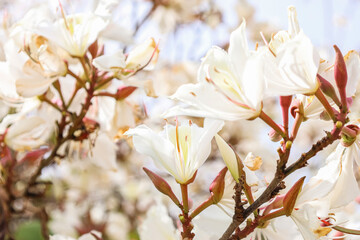 Branches with beautiful white flowers, closeup