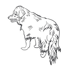 Outline of a shaggy dog