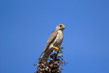 Little falcon Merlin sitting on the top of the spruce tree.
