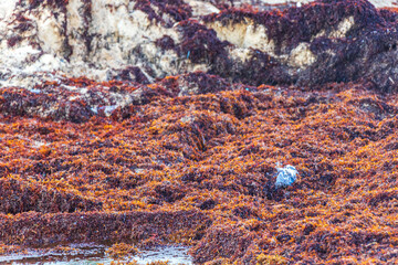 Very disgusting red seaweed sargazo beach with garbage pollution Mexico.