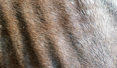 Close up of horse skin texture