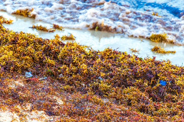 Very disgusting red seaweed sargazo beach with garbage pollution Mexico.