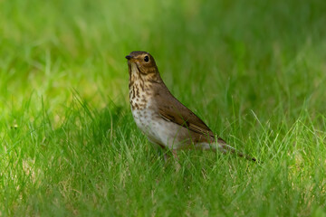 Solitary bird Hermit thrush is standing in the green lawn.
