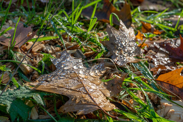 Herbst Blatt Wassertropfen