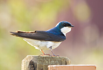 Colorful blue bird Tree swallow is sitting on the pole.