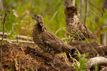Juvenile Ruffed grouse is standing on the ground in the summer forest.