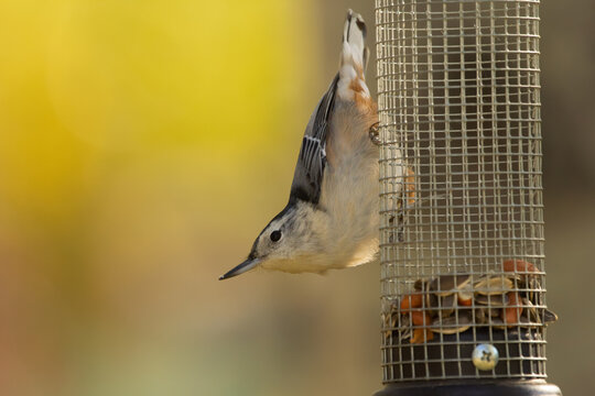 White breasted nuthatch perched on the feeder with seeds and nuts.