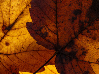 macro texture of autumnal dried leaves