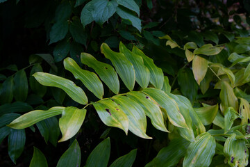 Dark green leaves natural pattern wallpaper.