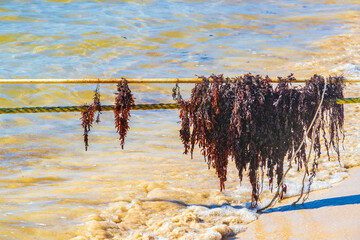 Very disgusting red seaweed sargazo beach Playa del Carmen Mexico. © Arkadi