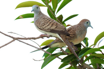 Closeup of Two Wild Zebra Doves Relaxing on Houseplant Branches