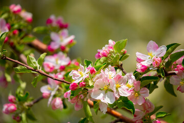 Spring blooming sakura trees. Pink flowers Sakura Spring landscape with blooming pink tree. Beautiful sakura garden on a sunny day.Beautiful concept of romance and love with delicate flowers.