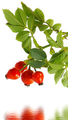 Rosehip branch with berries over water