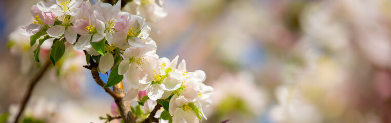 Spring cherry blossoms against a blue sky. Pink flowers spring landscape with blooming pink tree. Beautiful sakura garden on a sunny day. Beautiful concept of romance and love with delicate flowers.