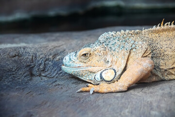Fototapeta premium Iguana on a gray stone, closeup portrait