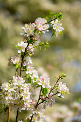 Spring blooming sakura trees. Pink flowers Sakura Spring landscape with blooming pink tree. Beautiful sakura garden on a sunny day.Beautiful concept of romance and love with delicate flowers.