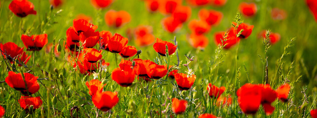 Fototapeta na wymiar Spring, field of poppy flowers. The concept of the freshness of the morning nature. Spring landscape of red wildflowers. Beautiful landscape, pnorama long banner.