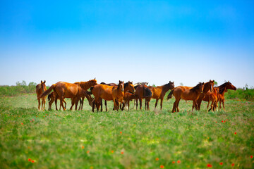 Fototapeta premium A herd of horses graze in the meadow in summer and spring, the concept of cattle breeding, with space for text.