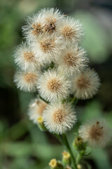 macro de vergerette de Buenos Aires