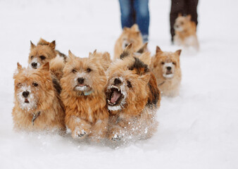 dog norwich terrier walking in snow