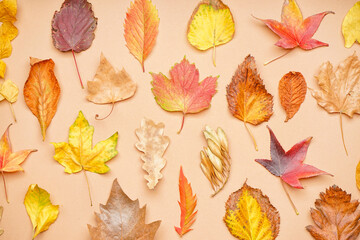 Composition with different fallen leaves on color background