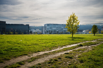 a large green field with tree