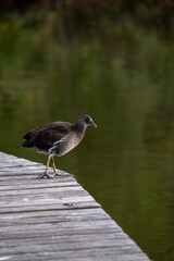 a small bird sitting on top of a pier