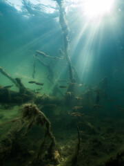 Mystic view of underwater trees and perch swimming at lake